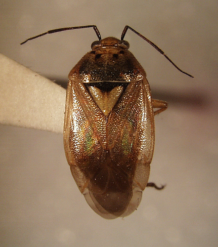 Lygus bug